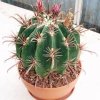 ferocactus_townsendianus